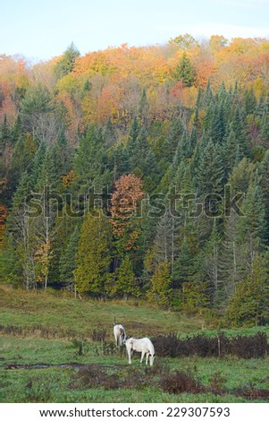 a brown horse in a local farm in vermont with fall foliage