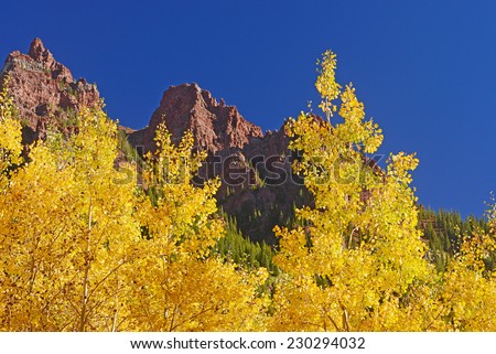 aspen tree with mountain peak in colorado during mid autumn