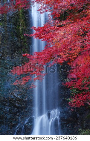 Minoo waterfall near osaka with red maple branch