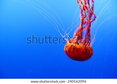 orange nettle jellyfish from Monterey bay aquarium