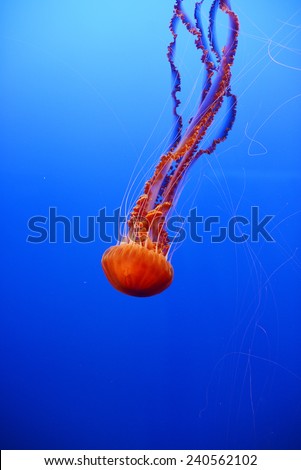 orange nettle jellyfish from Monterey bay aquarium