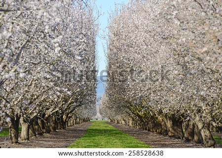 an almond tree farm with spring blooming near sacramento