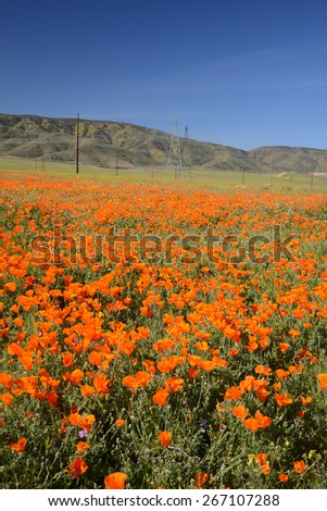wild orange california poppy blooming from antelope valley in southern california