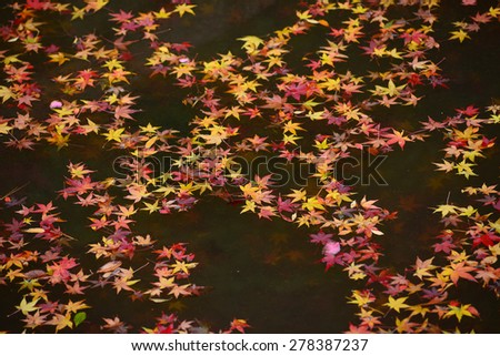 colorful maple leaves fallen in a pool, from kyoto, japan
