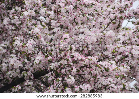 pink flower of cherry blossom in korea