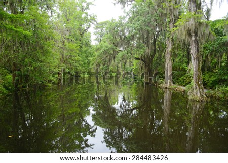 a white bridge in a swamp area in magnolia plantation near charleston