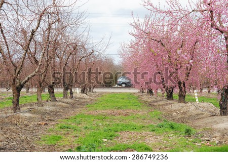 pink flower from almond farm in california