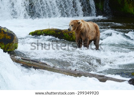 grizzly bear hunting for salmon in alaska