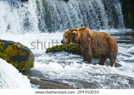 grizzly bear hunting for salmon in alaska