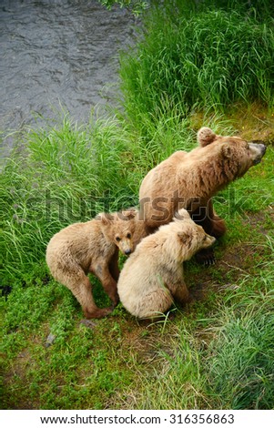 bear cubs and mother on a grass area on brooks river shore in katmai national park