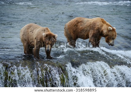 grizzly bear in brooks river hunting for salmon at katmai national park in alaska
