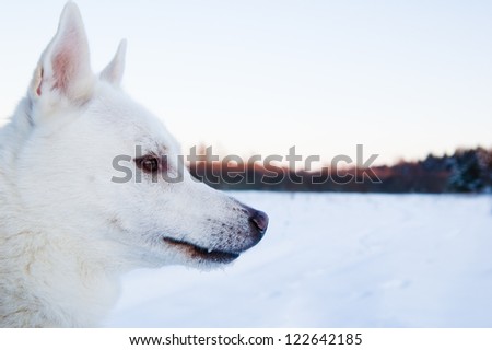 Portrait of a white dog in the winter in the forest