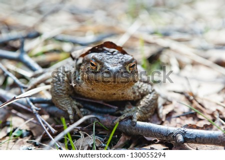 The toad who has woken up after hibernation