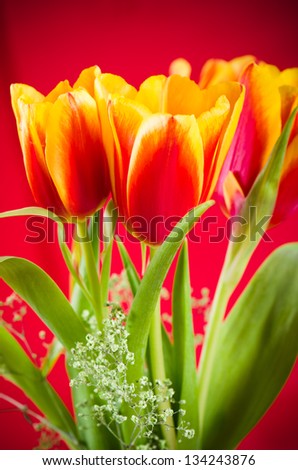 Bouquet of yellow-red tulips on a red background