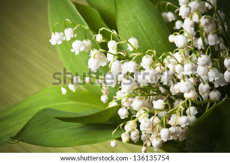 Lilies of the valley, closeup