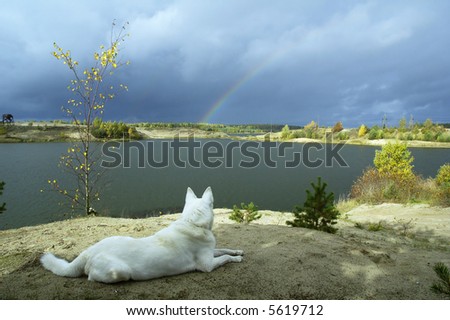 Autumn landscape at lake with a rainbow and a white dog in the foreground