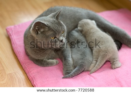 stock photo : The cat feeds a kittens