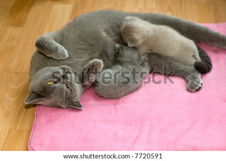 The cat feeds a kittens