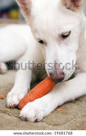 The white dog gnaws carrots