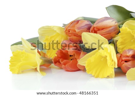 spring flowers isolated on white