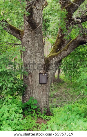 Mail box on an old oak in wood