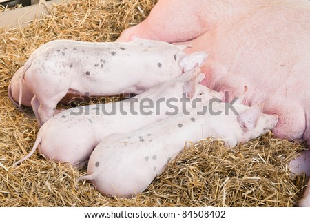 The pig feeds small pink pigs