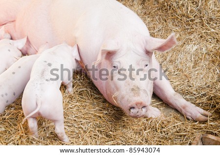 The pig feeds small pink pigs