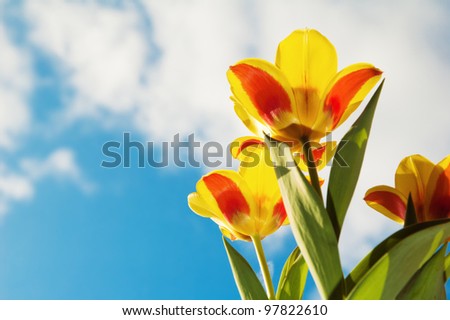 Red-yellow tulips on a background of the blue sky