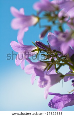 Beautiful blue flowers campanula on a background of the blue sky