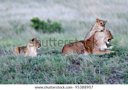 Lion and cubs playing, Masai Mara, Kenya