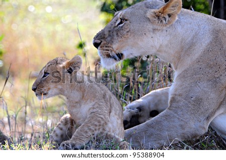 Lion and cub, Masai Mara, Kenya