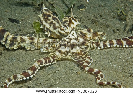 Mimic octopus, Lembeh Straits, Manado, Sulawesi, Indonesia