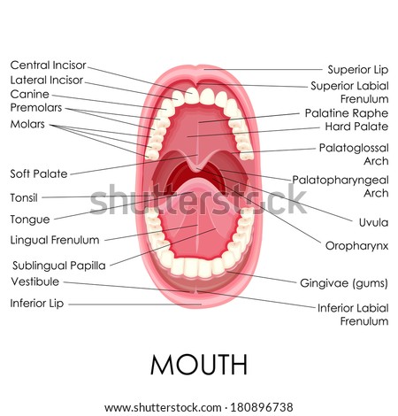 vector illustration of diagram for anatomy of human mouth vector illustration of diagram for anatomy of human mouth
