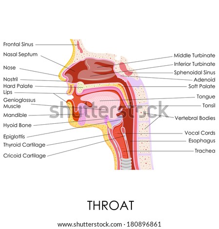vector illustration of human throat anatomy vector illustration of human throat anatomy