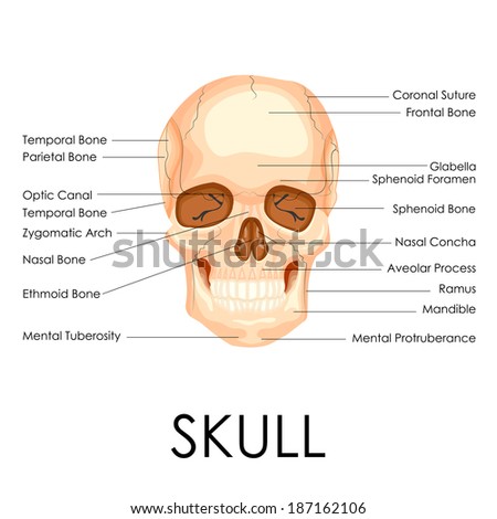 Vector Illustration Of Diagram Of Human Skull - 187162106 : Shutterstock