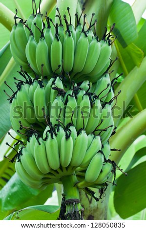 Green bananas on tree in banana plantation