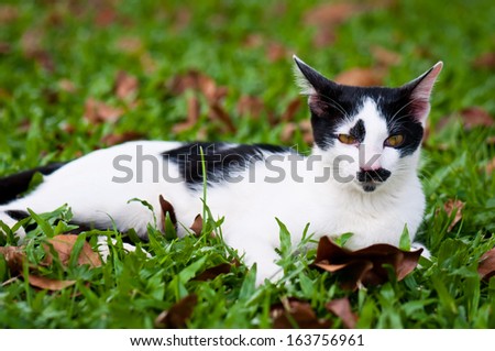 black and white stray cat playing in public park