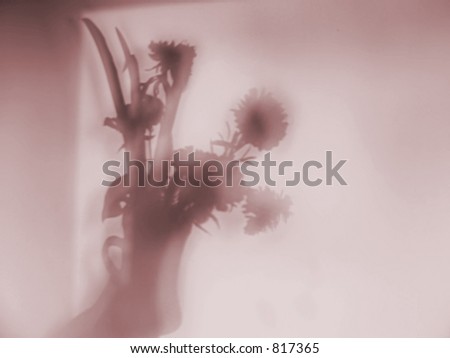 Flowers - Shadow on wall