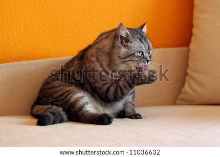 Cat cleaning himself sitting on a sofa
