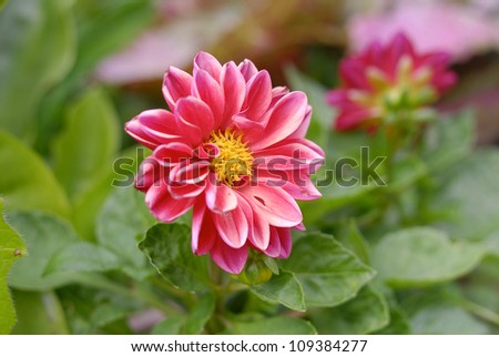 pink flower - Closeup of beautiful pink flower