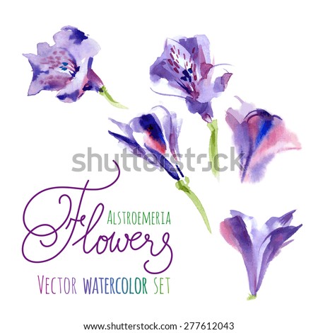 Vector set of watercolor flowers purple astroemeria.