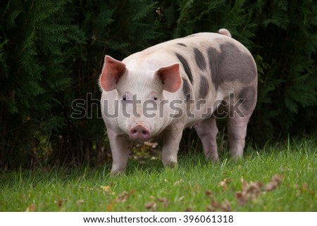 The pig on the meadow