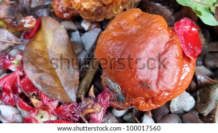 Quince  - fallen fruit, rotting quince on ground with ant, leaves, stones and flowers