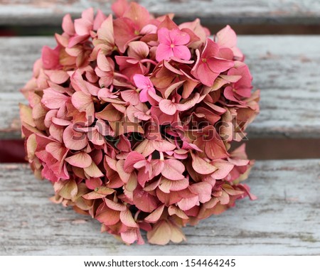 Fading pink hydrangea flower head on shabby chic wooden bench, an autumnal , vintage feel, A faded romantic,  grunge floral  image with shallow depth of field