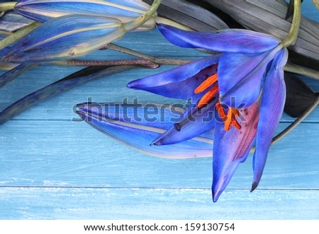 Cocktail lily - a deep blue, purple lily open bloom, laying with flowers in bud on blue painted wooden boards , an unusual flower arrangement