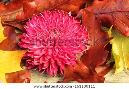 A single purple, pink chrysanthemum flower head among autumn red oak and yellow and brown sycamore leaves, golden light on a decorative fall scene