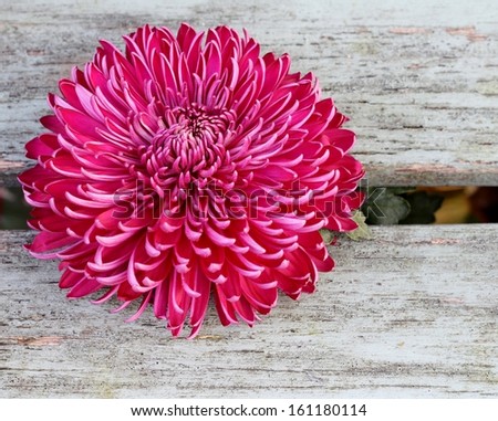A single purple, pink chrysanthemum flower head on a weathered wooden bench, a rustic flower image, unusual arrangement