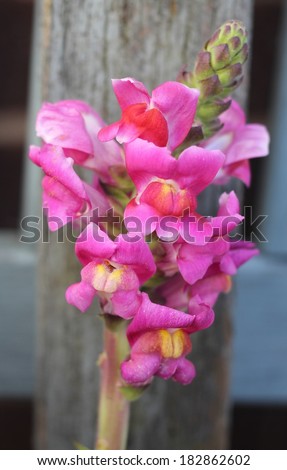 Stem of pink snap dragon flowers with weathered wood, blue peeling paint, vintage, shabby chic image, shallow depth of field