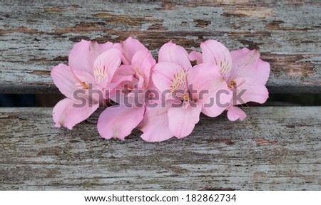 alstroemeria , pale pink flower heads on a weathered, shabby chic wooden bench