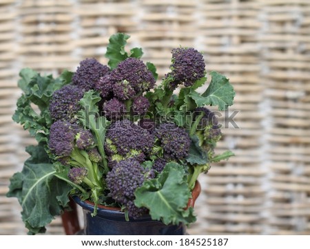 Organic purple sprouting broccoli in a blue ceramic jug  , with a background of woven wicker. An unusual way of storing, or displaying vegetables
